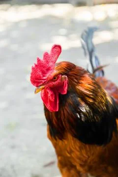 Beautiful rooster Stock Photos