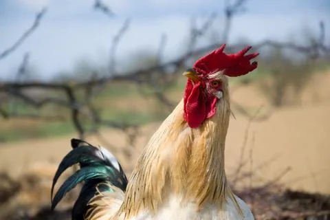 Beautiful rooster Stock Photos