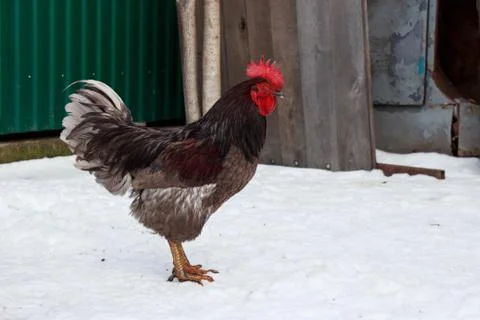 The beautiful rooster Stock Photos