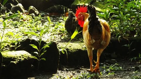 Beautiful rooster Stock Photos