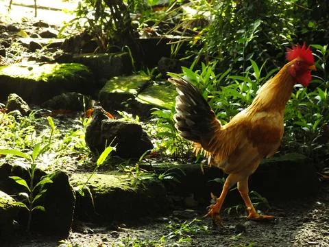 Beautiful rooster Stock Photos