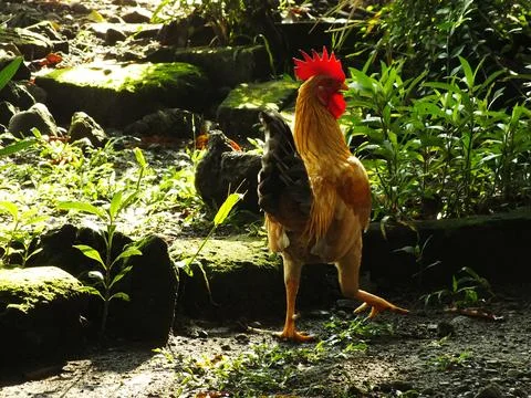 Beautiful rooster Stock Photos