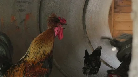 A beautiful rooster sings. Stock Footage 149078693