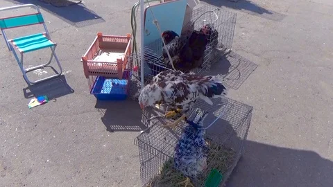 Beautiful rooster sitting on a cage Stock Footage 85875550