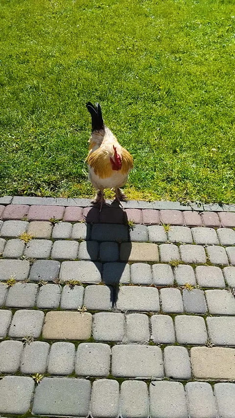 Beautiful rooster standing on a cobblestone path on a sunny day Stock-Footage 336331884