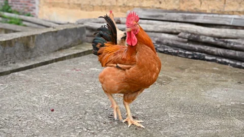 Beautiful rooster stands on the ground Stock Footage 153565140