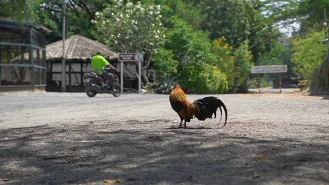 Beautiful rooster on street. Stock Footage 104015272