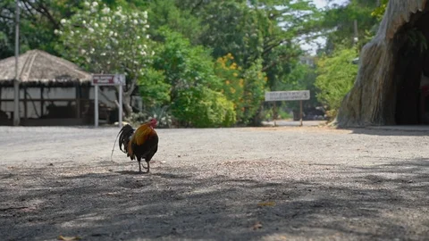 Beautiful rooster on street. Stock Footage 104015565
