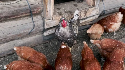 Beautiful rooster surrounded by brown hens on the domestic farmyard Stock Footage 202609900
