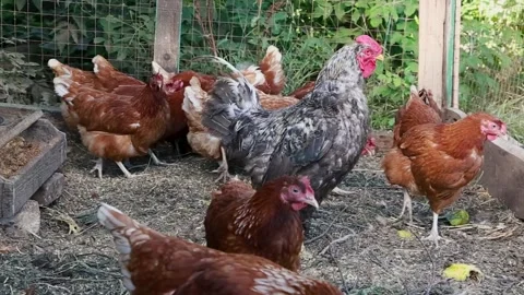 Beautiful rooster surrounded by brown hens on the domestic farmyard Stock Footage 202610232