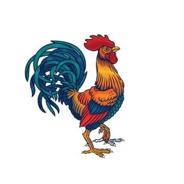 Beautiful Rooster vector illustration Design Stock Illustration