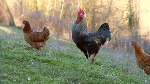 Beautiful rooster walks in the chicken coop. 库存影片 151601853