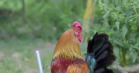 A beautiful rooster walks in the yard. Stock Footage 166602778