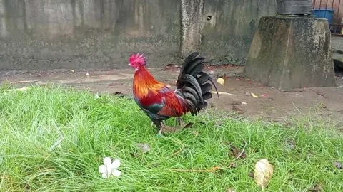 A beautiful rooster in the yard Видео 326295888