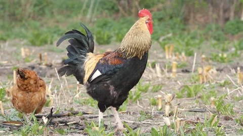 Beautiful Roosters Stock Footage 8666286