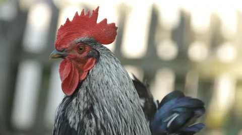Beautiful Roosters Stock Footage 10919494