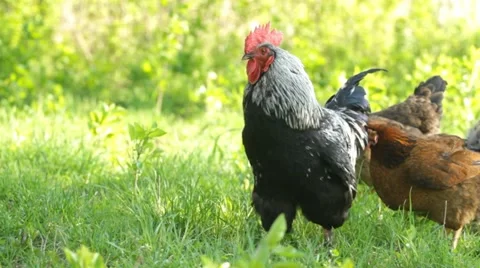 Beautiful of Roosters Stock Footage 11036195