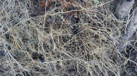 Beautiful roots for background Stock Photos