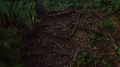 Beautiful roots from the trees in the forest Video stock 112176192