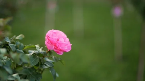 Beautiful rose and the wind Vidéo 122320287