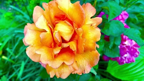 Beautiful rose with ants. Stock Footage 311618550