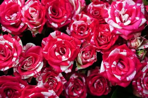 Beautiful rose background. Foto stock