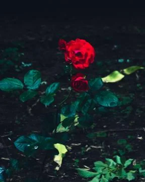 A beautiful rose in the backyard Stock Photos