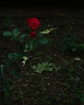 A beautiful rose in the backyard Stock Photos