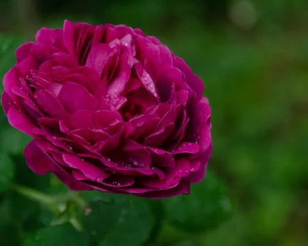 A beautiful rose in the backyard Stock Photos
