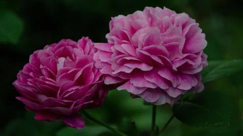 A beautiful rose in the backyard Stock Photos