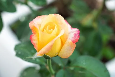 A beautiful rose to bloom Stock Photos