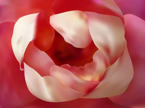 Beautiful rose close up Stock Illustration