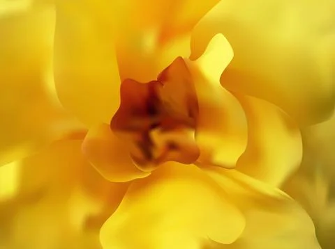 Beautiful rose close up Stock Illustration