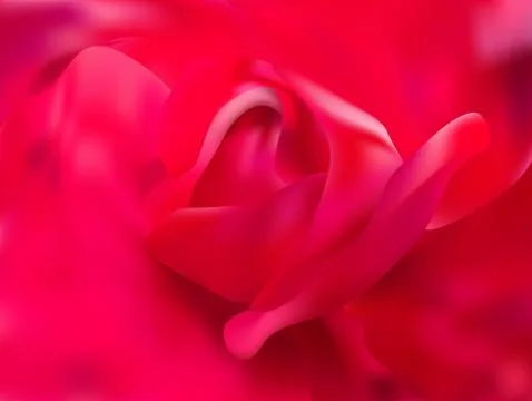 Beautiful rose close up Stock Illustration