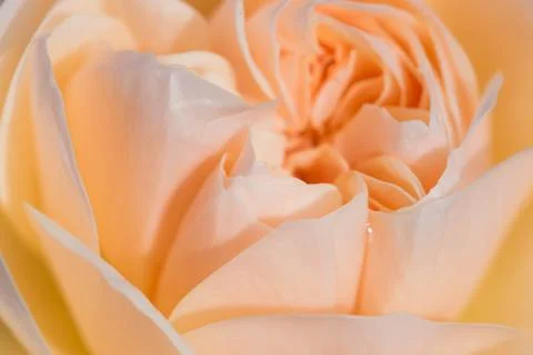 Beautiful rose close up image Stock Photos