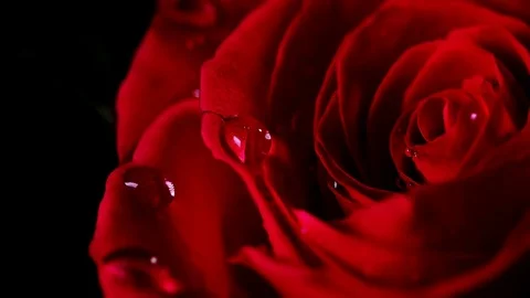 Beautiful rose close-up shot on a macro lens Stock Footage 73606641
