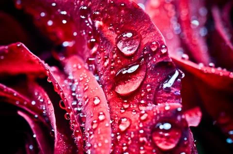 Beautiful rose with drops Stock Photos
