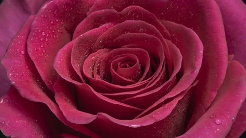 Beautiful Rose Flower background. 스톡 동영상 125963285
