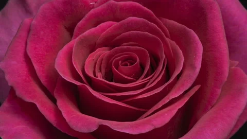 Beautiful Rose Flower background. Video stock 126001968