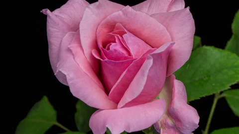 Beautiful Rose Flower background. Stock Footage 163878644