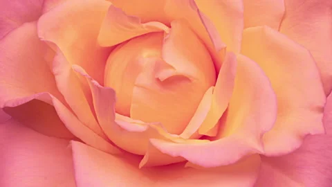Beautiful Rose Flower background. Stock Footage 166718629