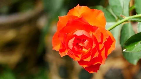 Beautiful rose flower Stock Footage 71119730