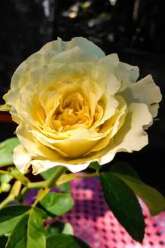 A Beautiful Rose flower Stock Photos