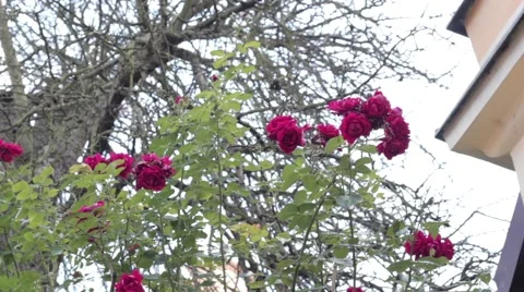 Beautiful Rose Stock Footage 41117340