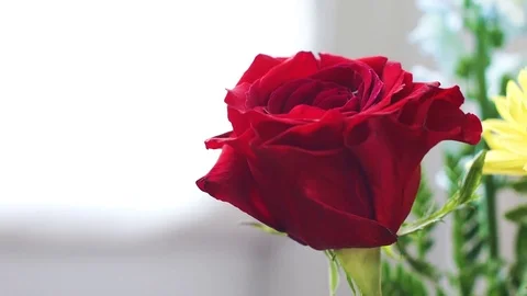 A Beautiful Rose 動画素材 71549772