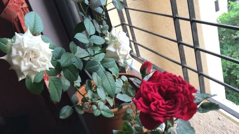 Beautiful rose Stock Footage 94891973