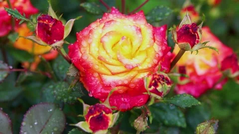 A beautiful rose in the garden. Stock Footage 170458119
