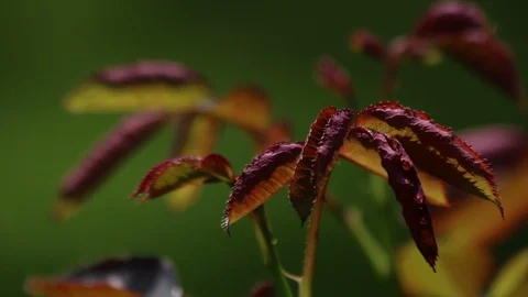 Beautiful Rose Leaf Stock Footage 88760704