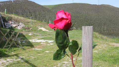 A beautiful rose in the mountains Stock Footage 254568260
