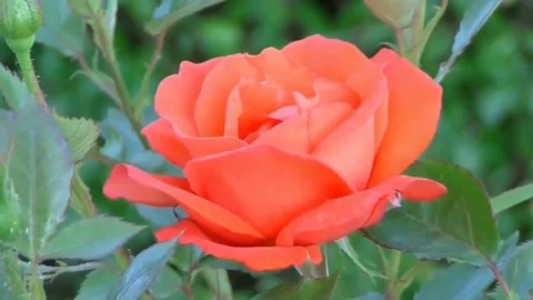 Beautiful rose opening Stock Footage 145511819
